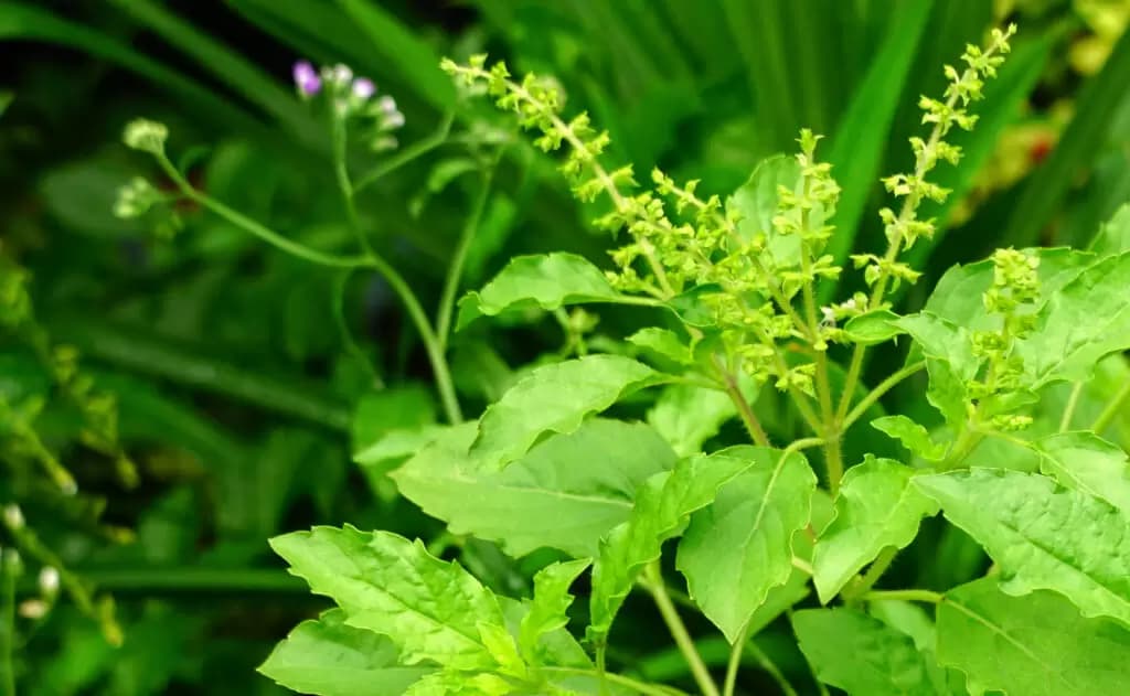 The Sacred Tulasi: A Divine Herb in Hinduism and Ayurveda 