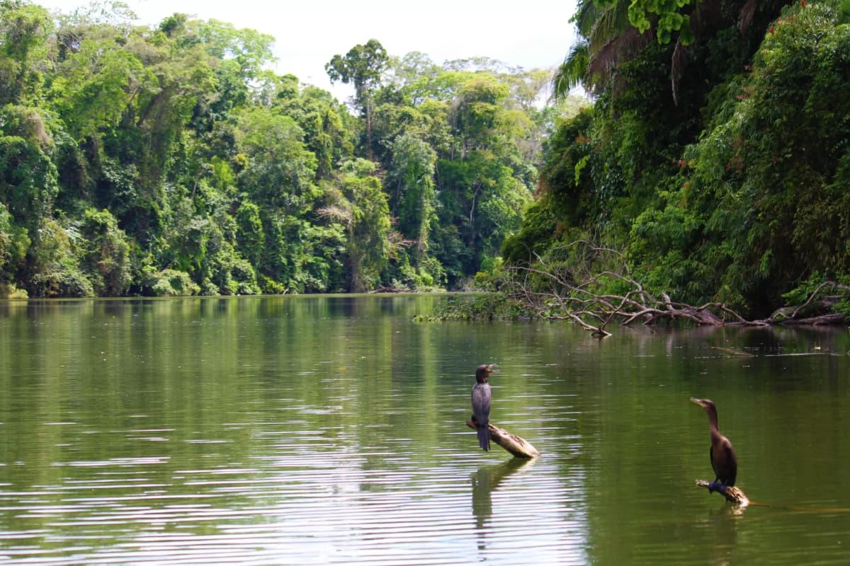 Importance of Rivers, Animals, Trees, and Mountains in Hindu Life
