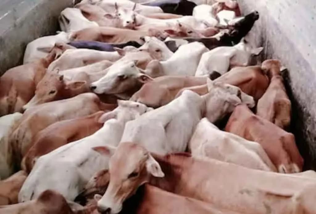 Shocking Seizure of 1.89 Lakh Kg Cow Meat in Andhra Pradesh: Alleged Political Links Ignite Outrage Among Hindu Groups